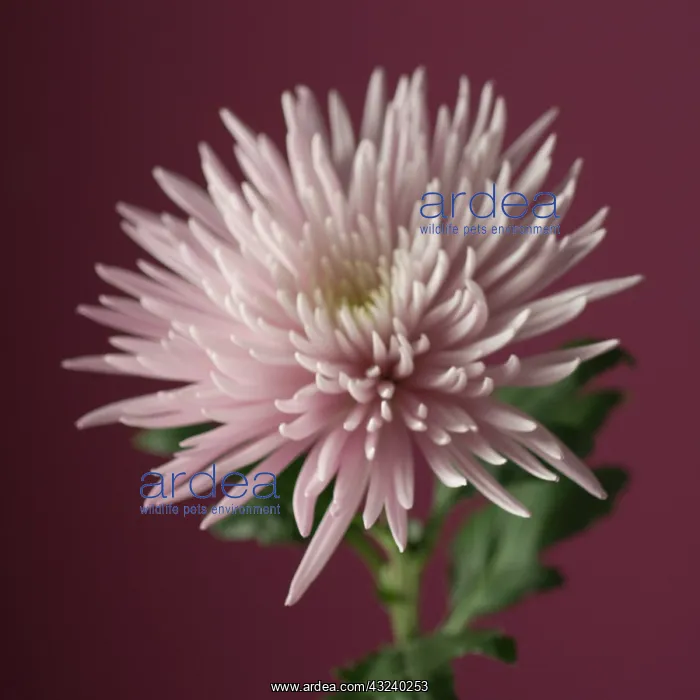 : Chrysanthemum : Chrysanthemum