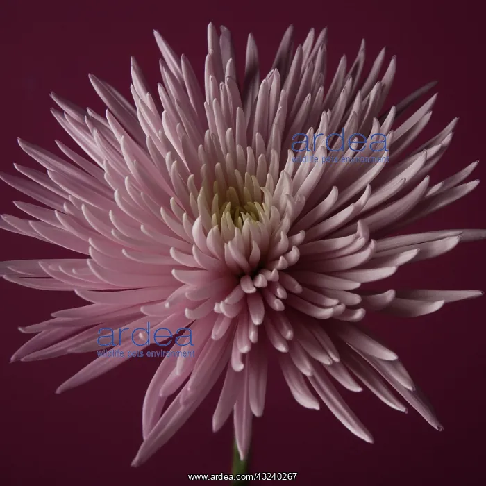: Chrysanthemum : Chrysanthemum