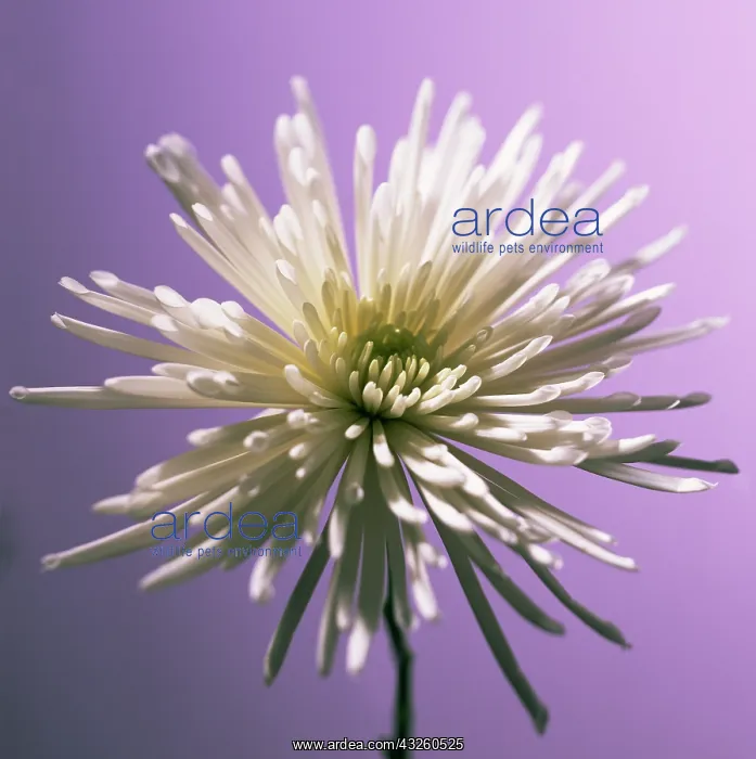  : Chrysanthemum