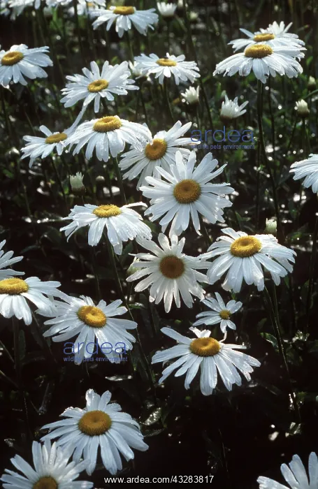: CHRYSANTHEMUM : CHRYSANTHEMUM