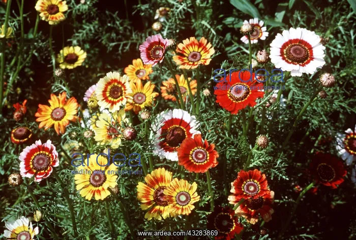 : CHRYSANTHEMUM : CHRYSANTHEMUM