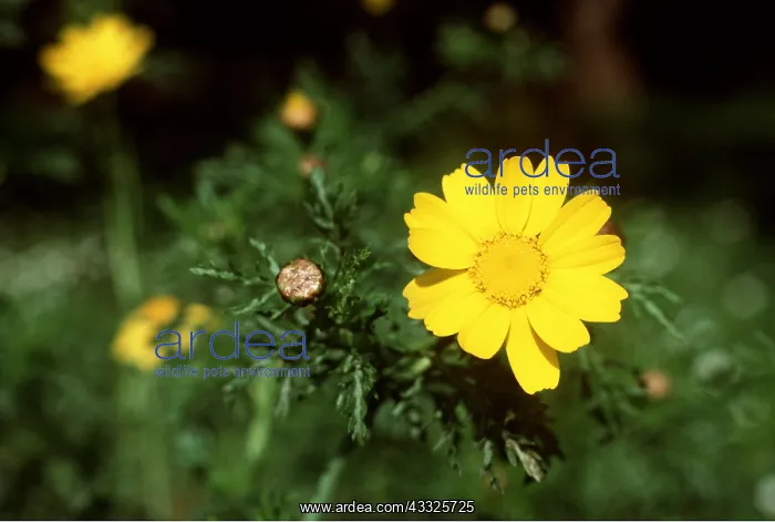 : Chrysanthemum : Chrysanthemum