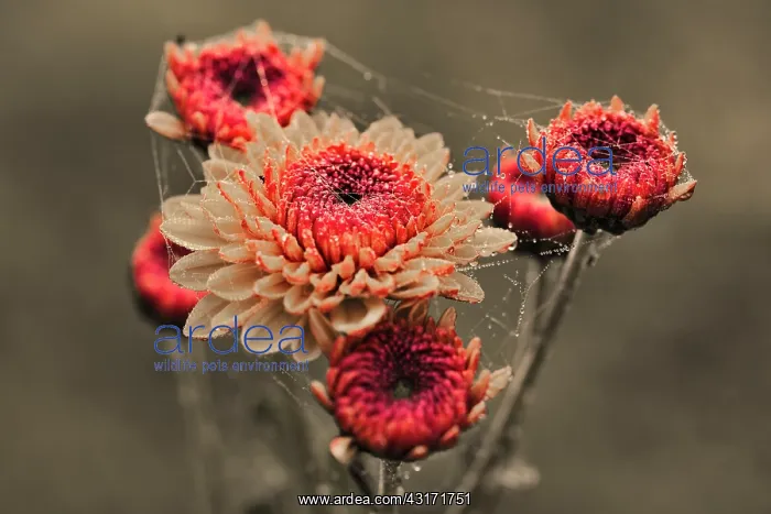 : Chrysanthemum, Button chrysanthemum, Chrysanthemum : Chrysanthemum, Button chrysanthemum, Chrysanthemum