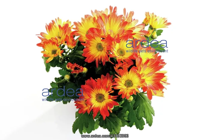 : Chrysanthemum (Chrysanthemum) : Chrysanthemum (Chrysanthemum)