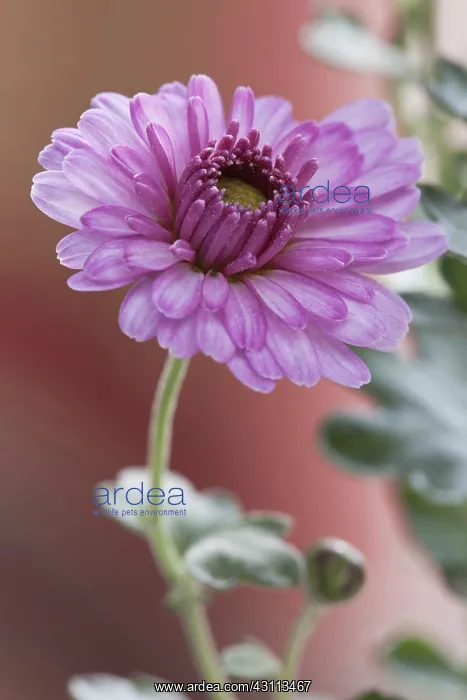 : Chrysanthemum, Chrysanthemum Anastasia, Single : Chrysanthemum, Chrysanthemum Anastasia, Single