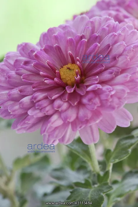 : Chrysanthemum, Chrysanthemum Anastasia, Single : Chrysanthemum, Chrysanthemum Anastasia, Single