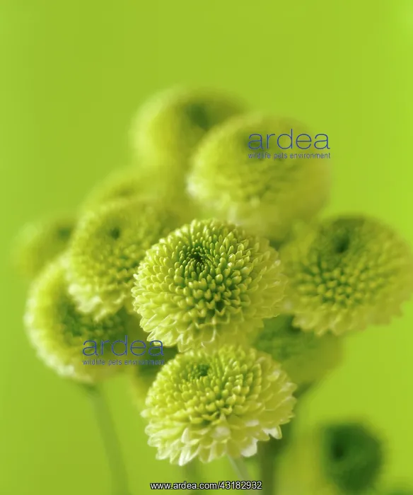 : Chrysanthemum, Chrysanthemum Kermit, A group of : Chrysanthemum, Chrysanthemum Kermit, A group of