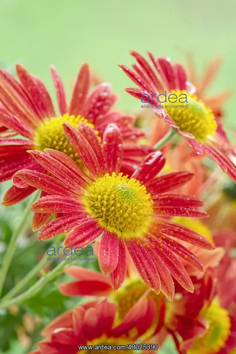 : Chrysanthemum Flowers Cottage Apricot, Norfolk UK : Chrysanthemum Flowers Cottage Apricot, Norfolk UK