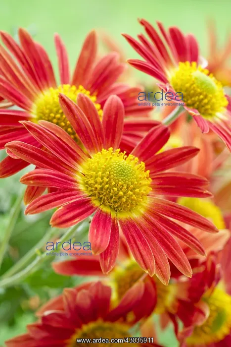 : Chrysanthemum Flowers Cottage Apricot, Norfolk UK : Chrysanthemum Flowers Cottage Apricot, Norfolk UK