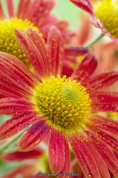 : Chrysanthemum Flowers Cottage Apricot, Norfolk UK : Chrysanthemum Flowers Cottage Apricot, Norfolk UK