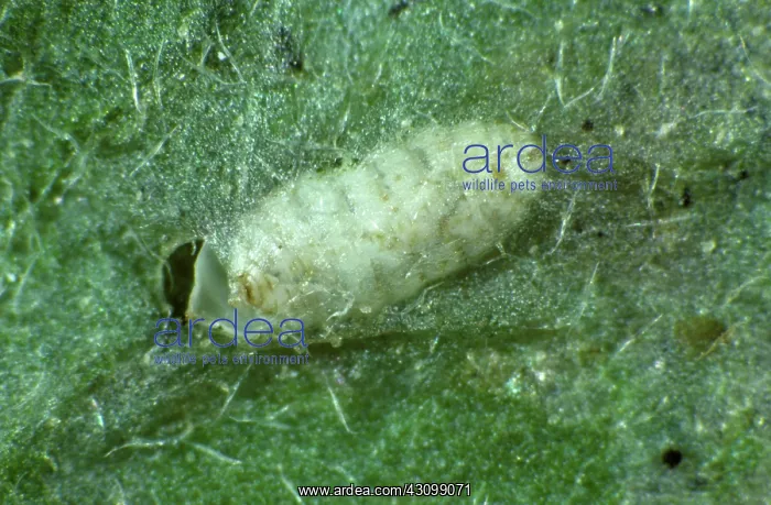 : Chrysanthemum Leaf Miner : Chrysanthemum Leaf Miner