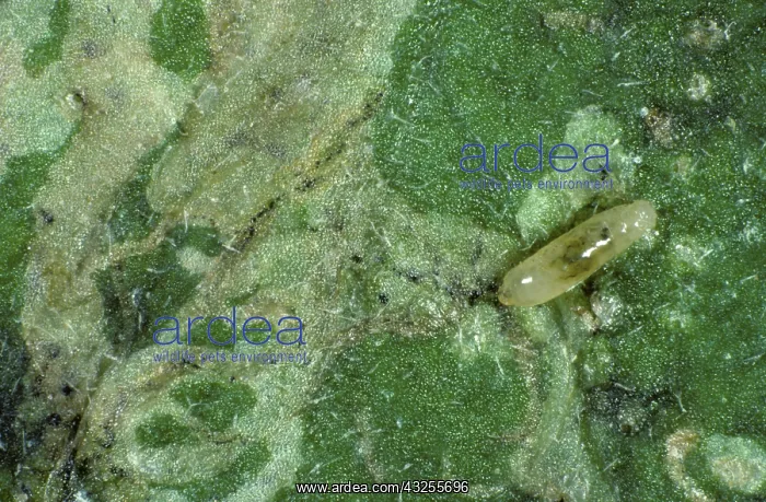 : Chrysanthemum leaf miner : Chrysanthemum leaf miner