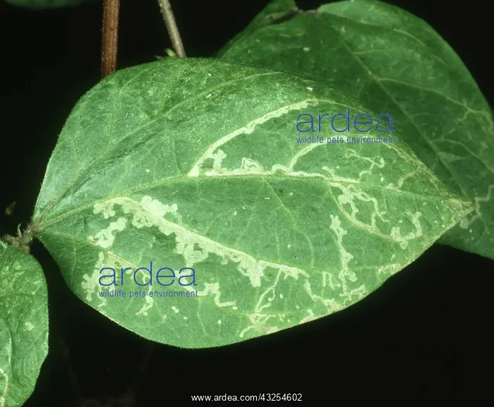 : Chrysanthemum leaf miner damage : Chrysanthemum leaf miner damage