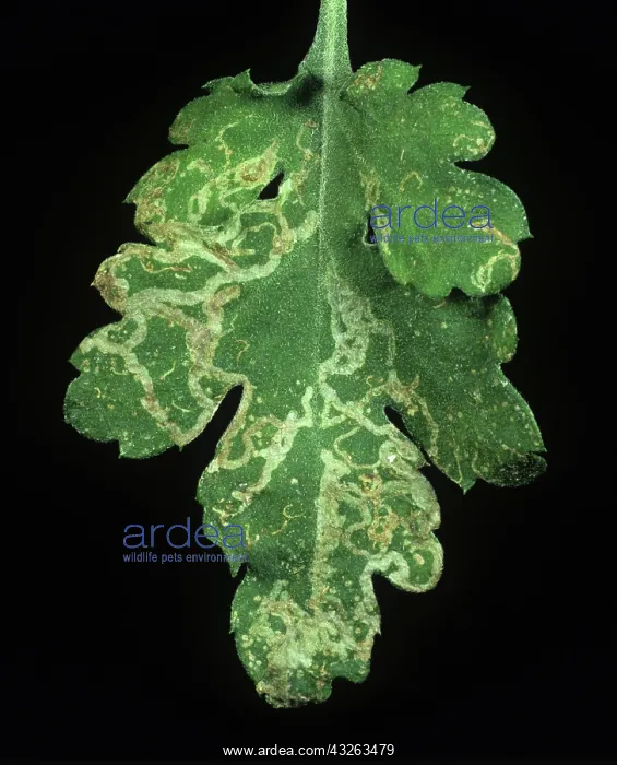 : Chrysanthemum leaf miner damage : Chrysanthemum leaf miner damage