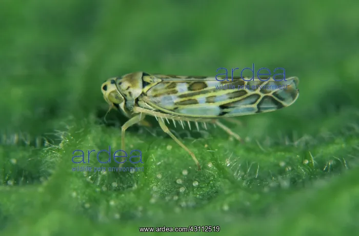 : Chrysanthemum leafhopper : Chrysanthemum leafhopper