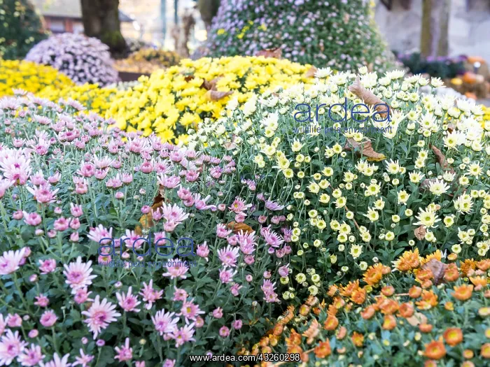 : Chrysanthemum multicolored in pot, autumn, Germany : Chrysanthemum multicolored in pot, autumn, Germany