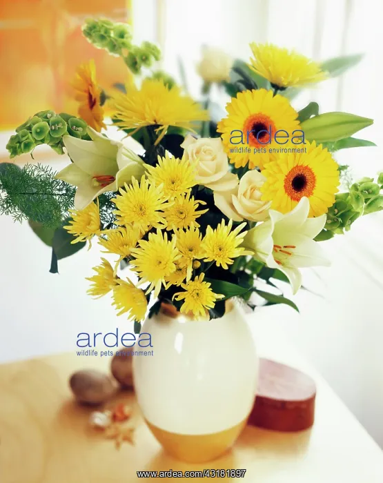 : Chrysanthemum, yellow Gerberas, cream Roses and : Chrysanthemum, yellow Gerberas, cream Roses and