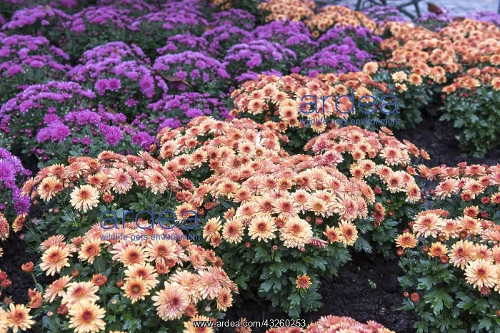 : Chrysanthemums in bloom in a garden, autumn, Germany : Chrysanthemums in bloom in a garden, autumn, Germany