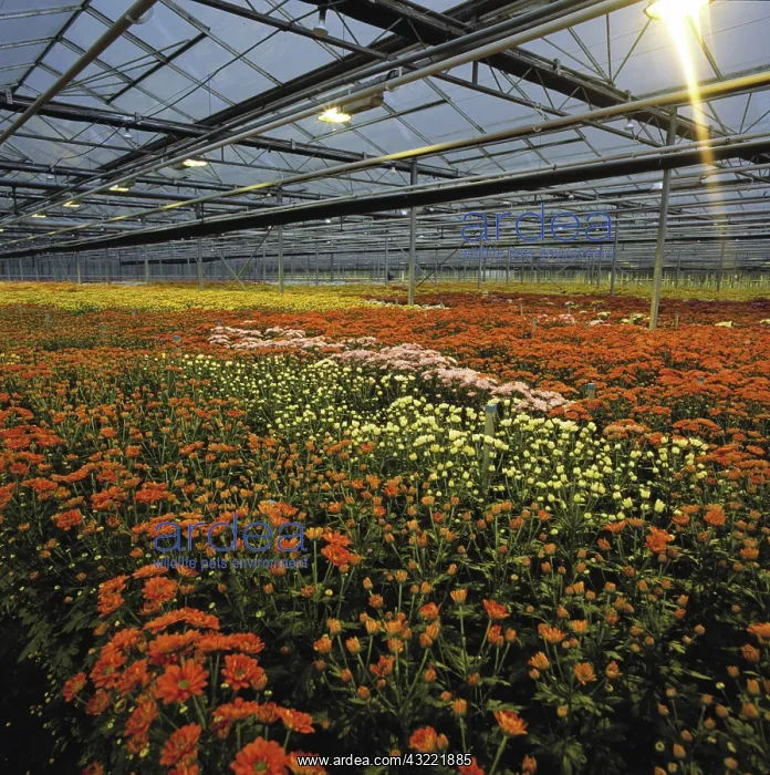 : Chrysanthemums in greenhouse : Chrysanthemums in greenhouse