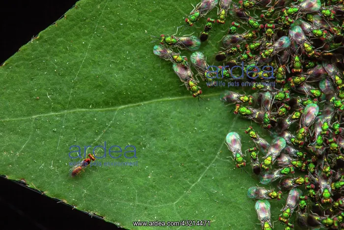 : (Chrysocharis sp), male in red, Sainte-Baume, Provence : (Chrysocharis sp), male in red, Sainte-Baume, Provence