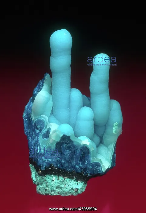: Chrysocolla : Chrysocolla