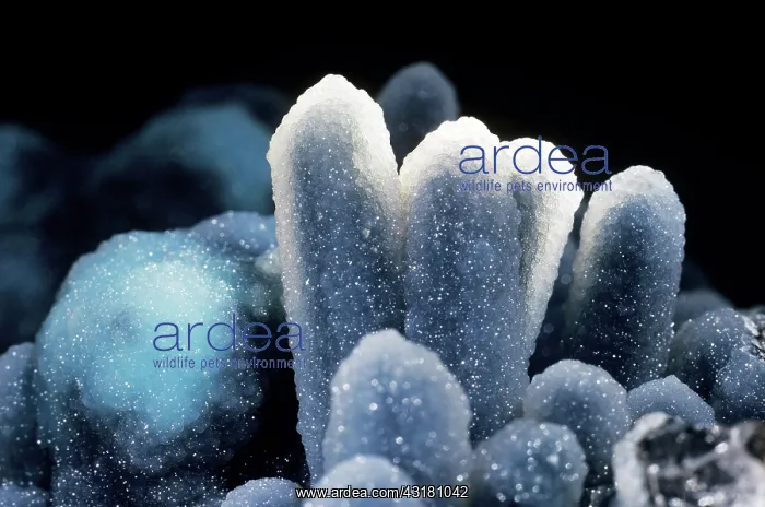 : Chrysocolla in quartz : Chrysocolla in quartz