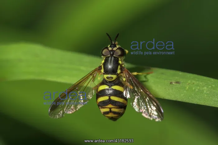 : Chrysotoxum veralli (Chrysotoxum verralli) on a : Chrysotoxum veralli (Chrysotoxum verralli) on a