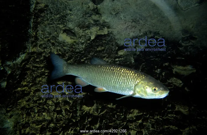 : CHUB - FRESWATER, EUROPE : CHUB - FRESWATER, EUROPE
