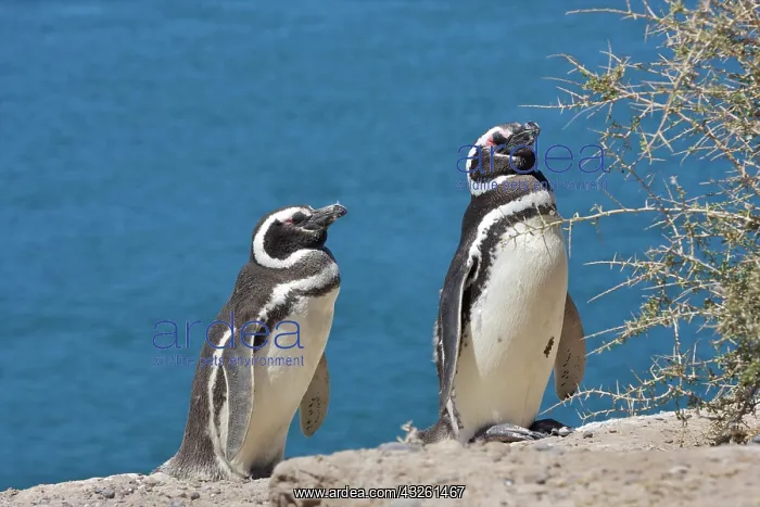 : Chubut Province, Argentina. Peninsula Valdes : Chubut Province, Argentina. Peninsula Valdes