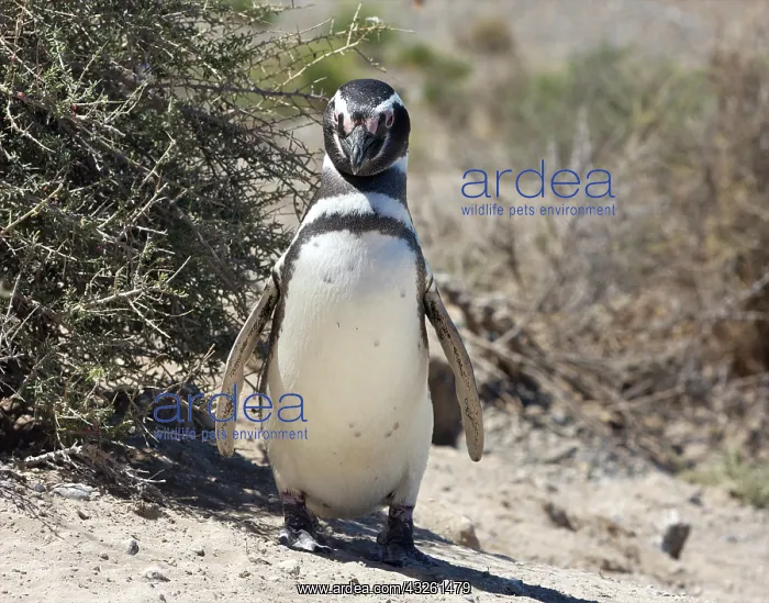 : Chubut Province, Argentina. Peninsula Valdes : Chubut Province, Argentina. Peninsula Valdes