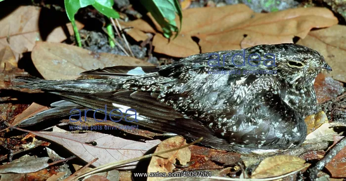 : Chuck-will's-widow nesting on the ground : Chuck-will's-widow nesting on the ground