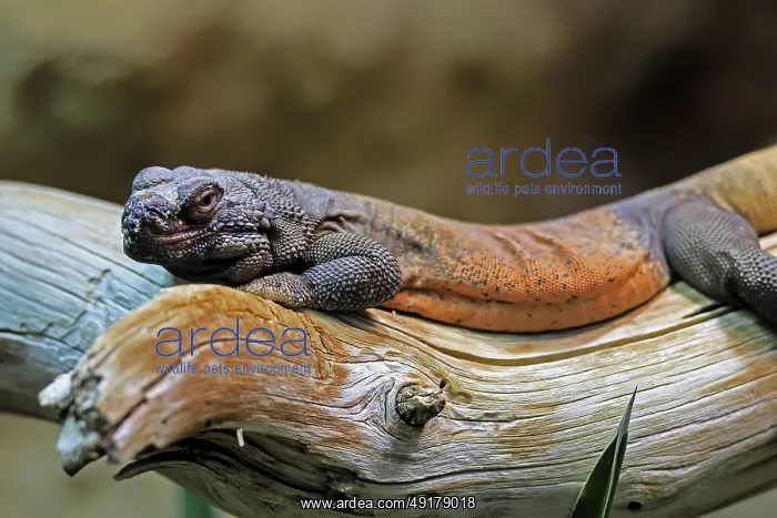 : Chuckwalla (Common Chuckwalla ater) : Chuckwalla (Common Chuckwalla ater)
