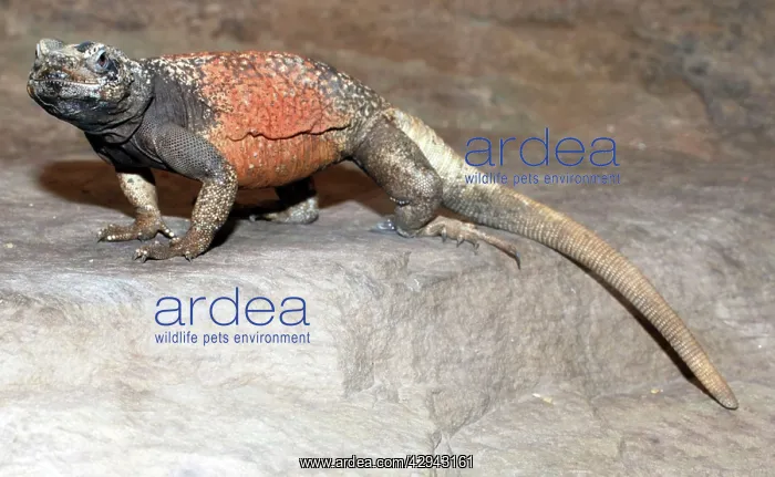 : Chuckwalla Lizard : Chuckwalla Lizard