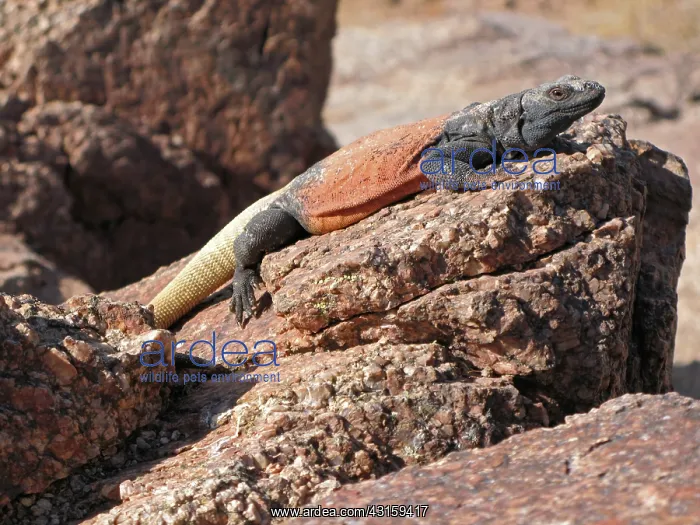 : Chuckwalla Lizard : Chuckwalla Lizard