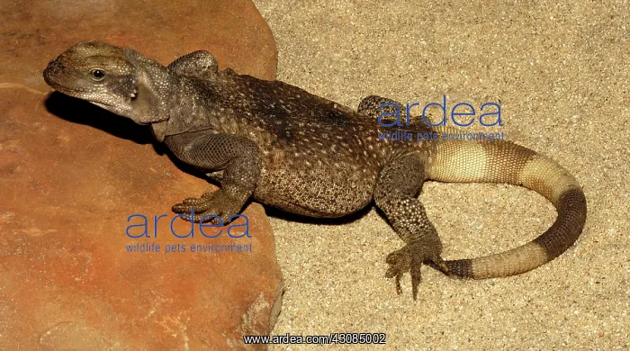 : Chuckwalla (Sauromalus ater) : Chuckwalla (Sauromalus ater)