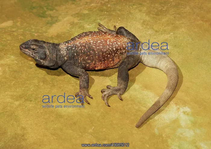 : Chuckwalla (Sauromalus ater) : Chuckwalla (Sauromalus ater)