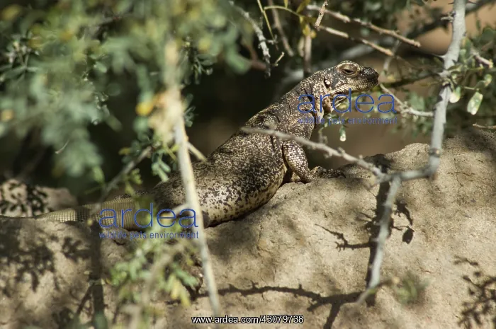 : Chuckwalla (Sauromalus obesus) : Chuckwalla (Sauromalus obesus)