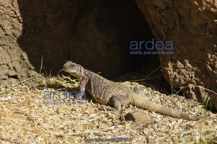 : Chuckwalla (Sauromalus obesus) : Chuckwalla (Sauromalus obesus)