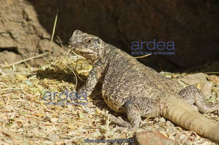 : Chuckwalla (Sauromalus obesus) : Chuckwalla (Sauromalus obesus)