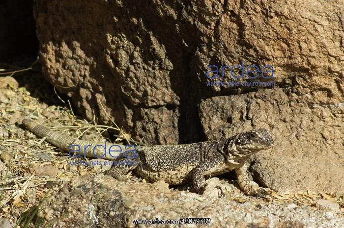 : Chuckwalla (Sauromalus obesus) : Chuckwalla (Sauromalus obesus)
