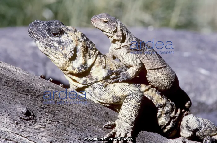 : Chuckwallas : Chuckwallas