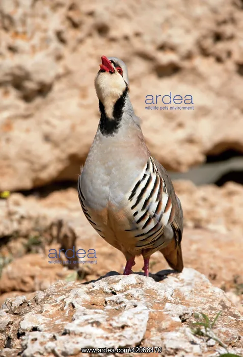 : Chukar - male calling : Chukar - male calling