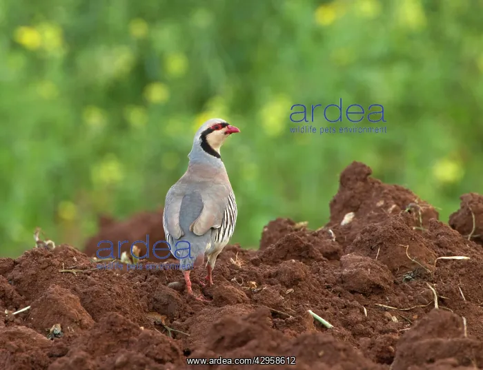 : Chukar Partirdge - stood in ploughed field : Chukar Partirdge - stood in ploughed field