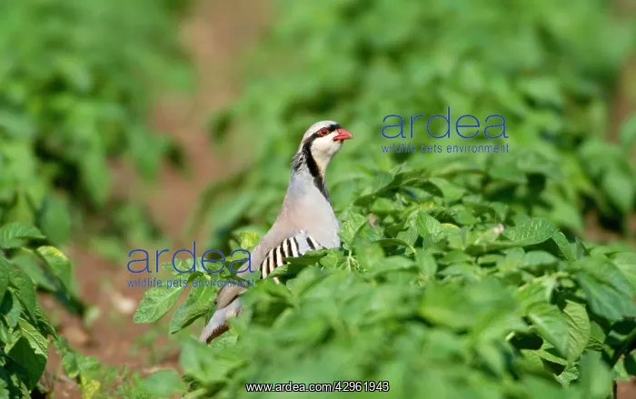 : Chukar Partridge : Chukar Partridge