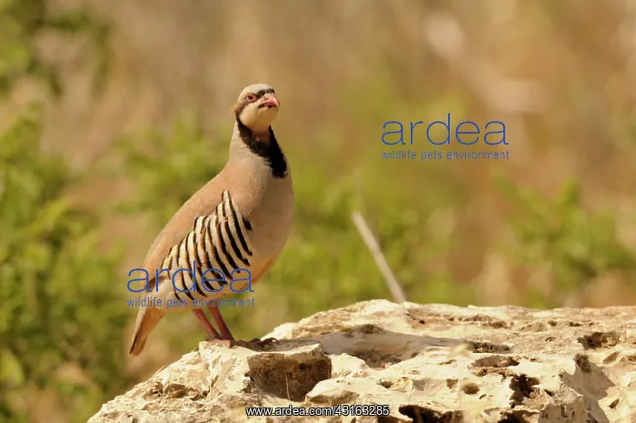 : Chukar Partridge : Chukar Partridge