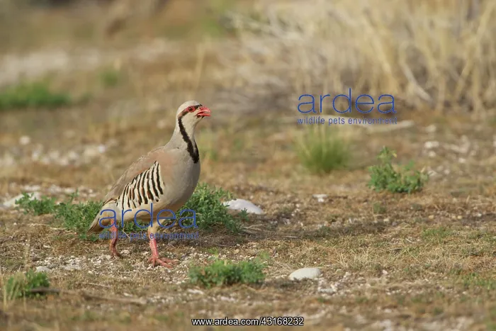 : Chukar Partridge : Chukar Partridge