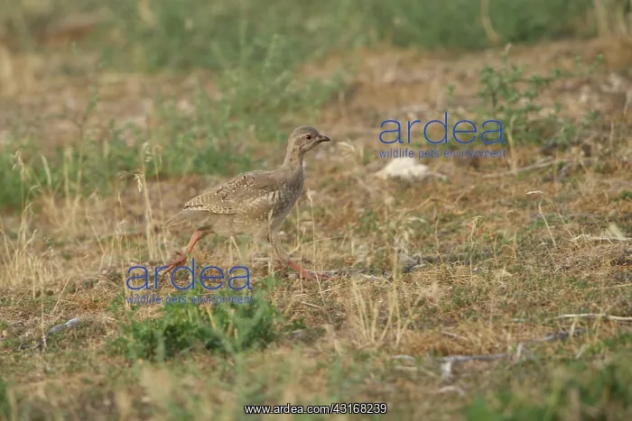 : Chukar Partridge : Chukar Partridge