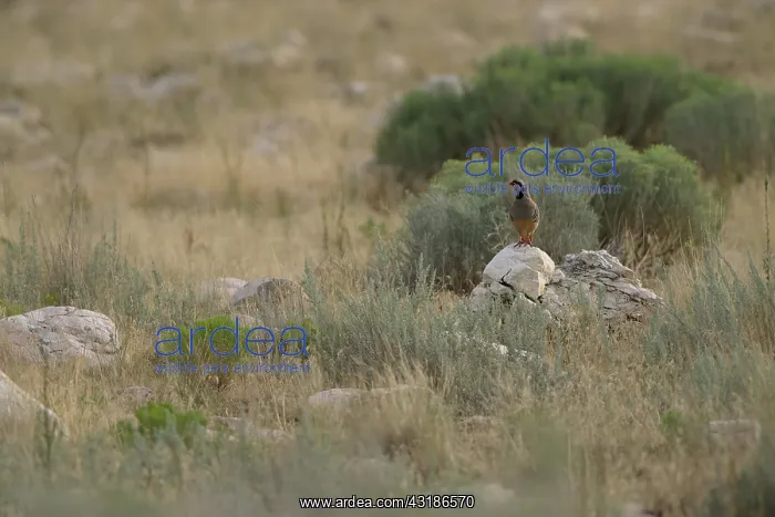 : Chukar Partridge : Chukar Partridge