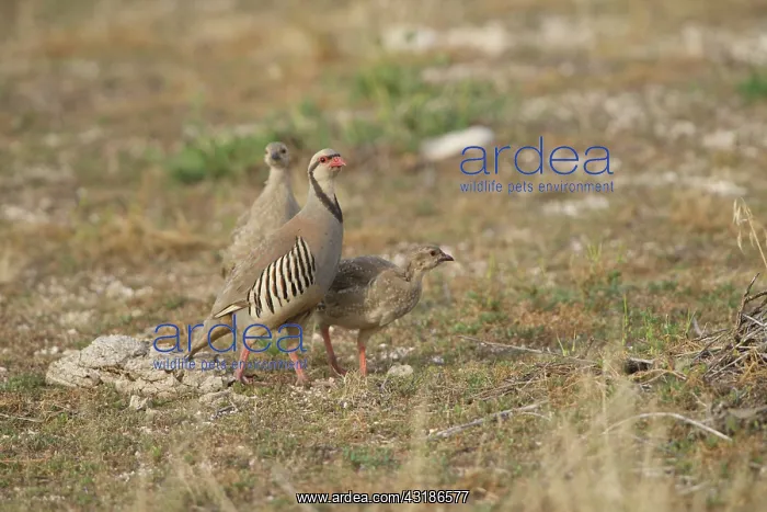 : Chukar Partridge : Chukar Partridge