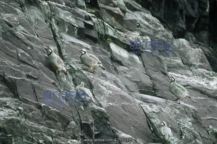 : Chukar Partridge - in natural habitat : Chukar Partridge - in natural habitat